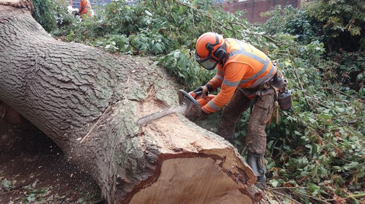 Træfældning - en guide til sikker og effektiv fældning af træer